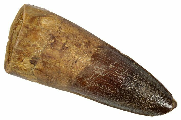 Fossil Spinosaurus Tooth - Real Dinosaur Tooth #346816
